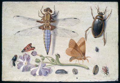 A Cockchafer, Beetle, Woodlice and other Insects, with a Sprig of Auricula by Jan van Kessel the Elder